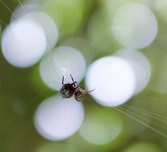 Gasteracantha mengei