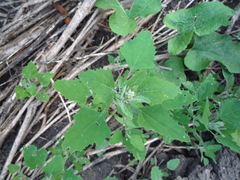 Chenopodium album