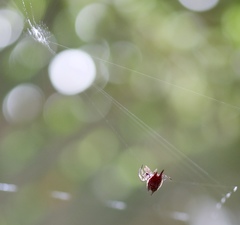 Gasteracantha mengei