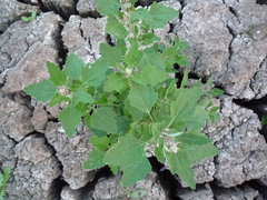 Chenopodium album