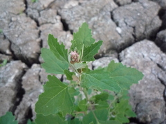 Chenopodium album