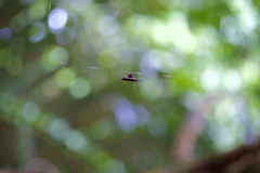 Gasteracantha mengei