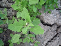 Chenopodium album