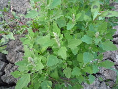 Chenopodium album