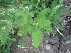 Chenopodium album
