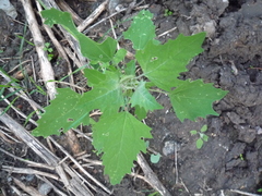 Chenopodium album