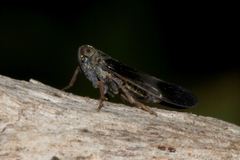 Melanoliarus dimidiatus