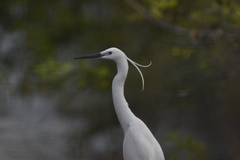 Egretta garzetta