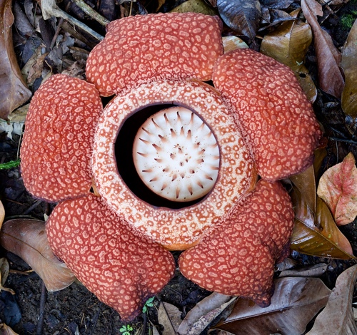 Rafflesia keithii (Rafflesia keithii)