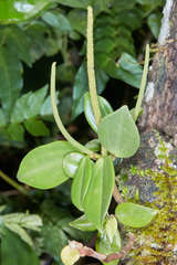 Peperomia sanjoseana