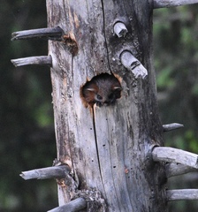 Petaurista albiventer