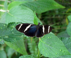Heliconius antiochus