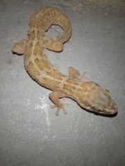 Pachydactylus formosus