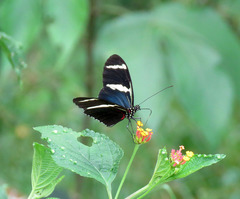 Heliconius antiochus