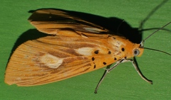 Asota orbona