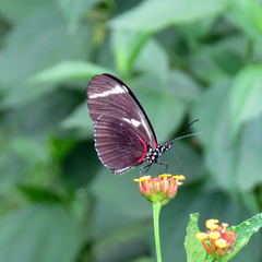 Heliconius antiochus