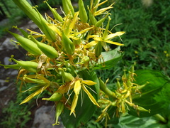 Gentiana lutea lutea