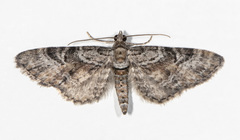 Eupithecia anticaria