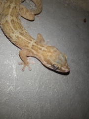 Pachydactylus formosus