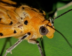Asota orbona