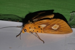 Asota orbona