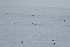 Aechmophorus clarkii