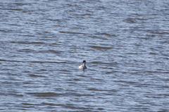 Aechmophorus clarkii