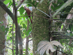 Xiphorhynchus guttatus