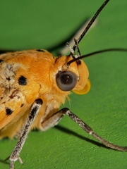 Asota orbona