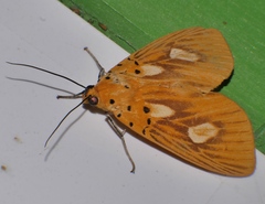 Asota orbona