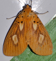 Asota orbona