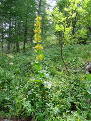 Gentiana lutea lutea