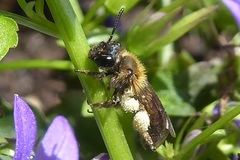 Andrena bicolor