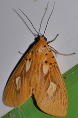 Asota orbona