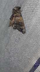 Chlumetia