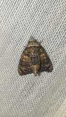 Chlumetia
