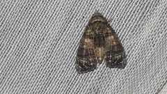 Chlumetia