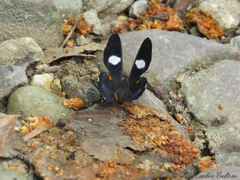 Cyrenia martia