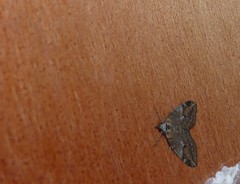 Chesias isabella
