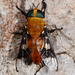 Tabanidae - Photo (c) peterwebb, μερικά δικαιώματα διατηρούνται (CC BY-NC), uploaded by peterwebb