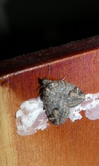 Chesias isabella