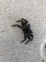 Grapsus tenuicrustatus