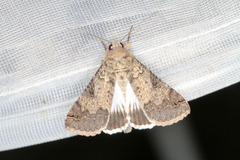 Melipotis agrotoides