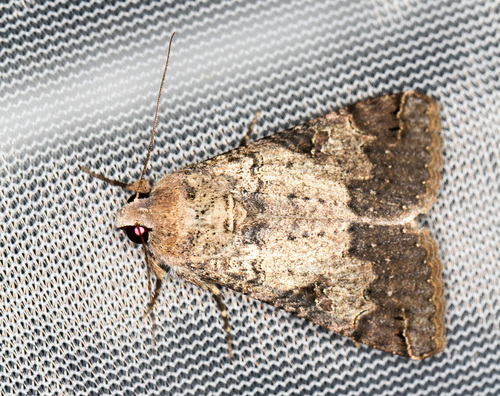 Melipotis agrotoides photo 2
