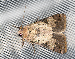 Melipotis agrotoides