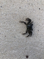 Grapsus tenuicrustatus