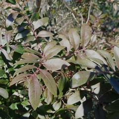 Pistacia × saportae