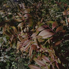 Pistacia × saportae