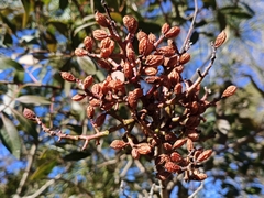 Pistacia × saportae