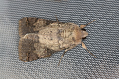 Melipotis agrotoides